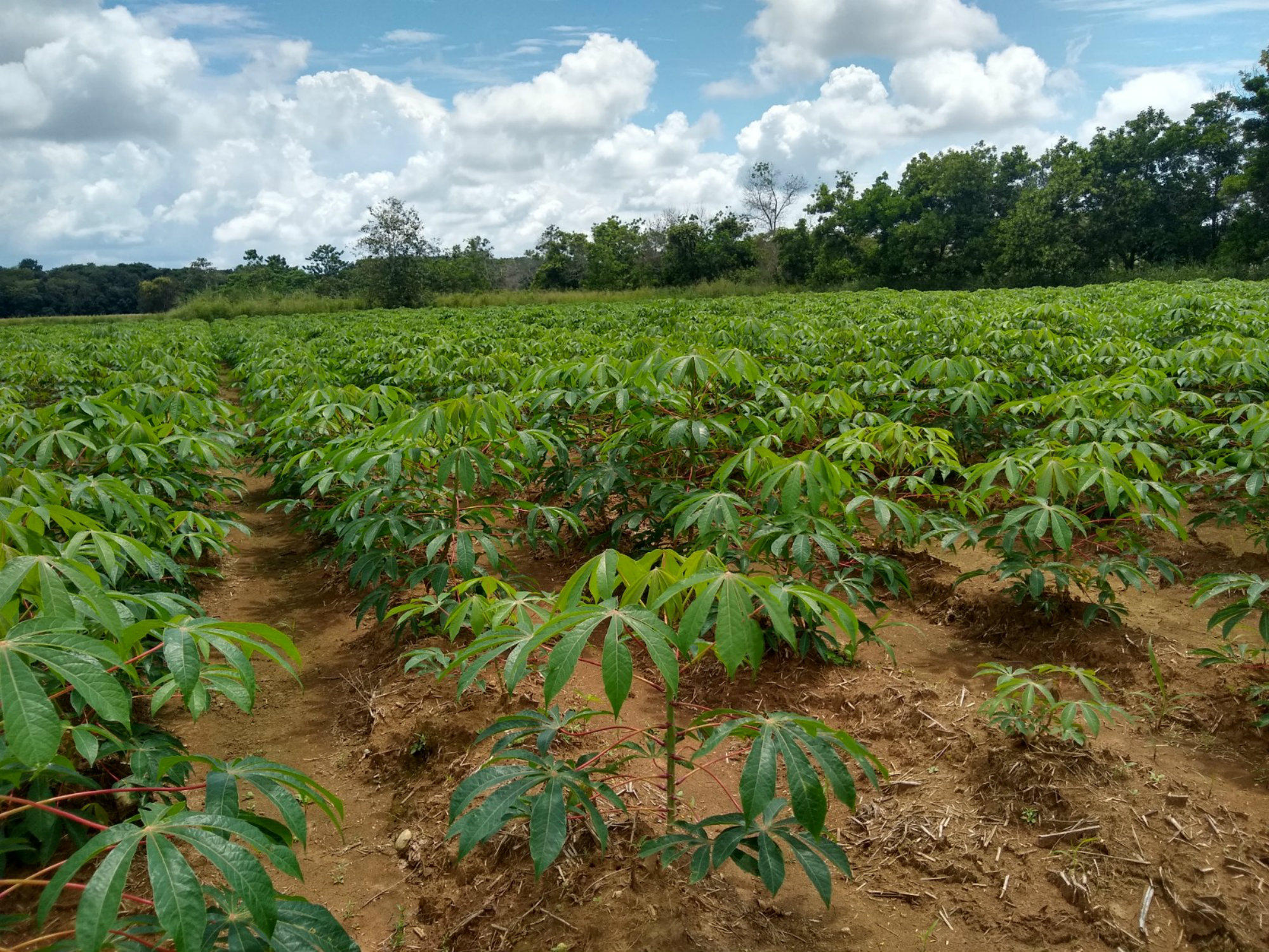 Plantación de yuca